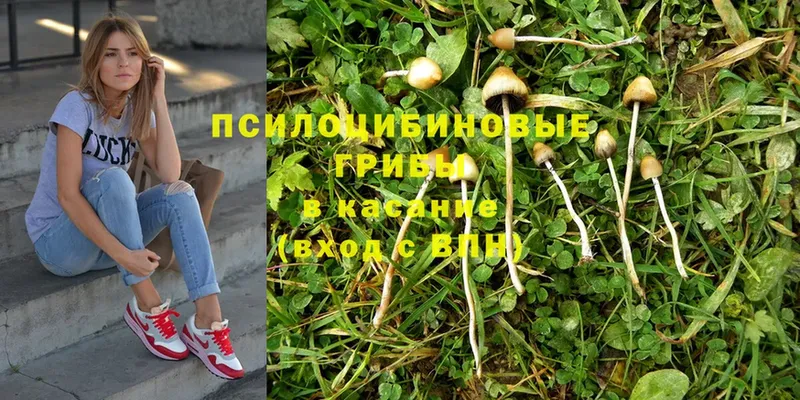 где можно купить наркотик  Андреаполь  MEGA ССЫЛКА  Псилоцибиновые грибы Psilocybe 